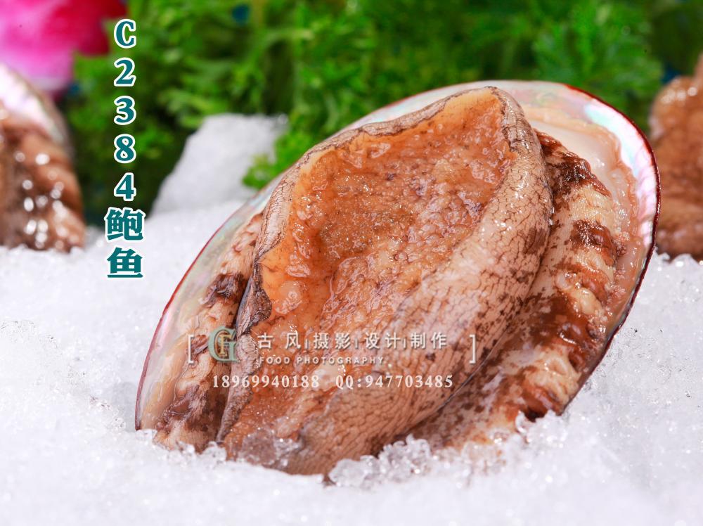 C2384鲍鱼