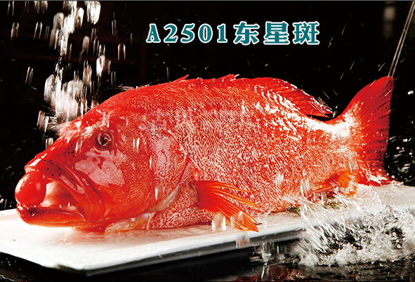 A2501东星斑