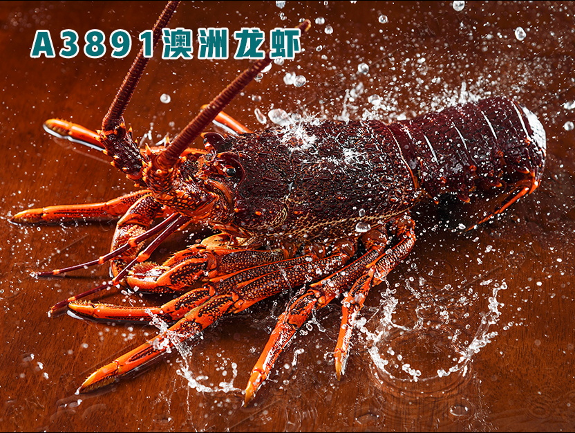 A3891澳洲龙虾