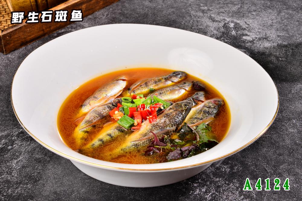 A4124野生石斑鱼