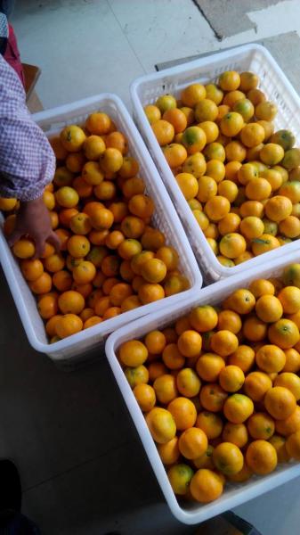 桔子 椒江药老大百合专业合作社 产品介绍 联系我们 联系人:何宗华