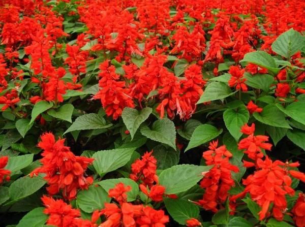 观赏草类花卉类常州常夏花草园