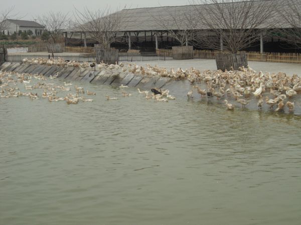 蛋鸭养殖场1