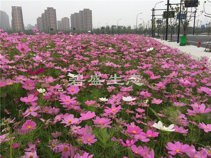 波斯菊种植方法和注意事项(波斯菊种植方法和注意事项有哪些)