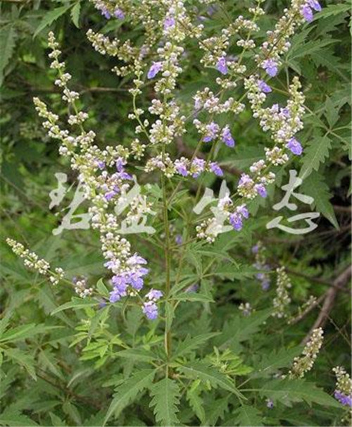 heterophylla 別 名:牡荊,五指風,五指柑,土常山 生物學特性:落葉