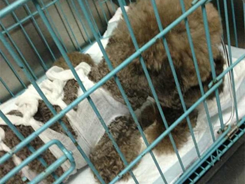 犬吞食异物引起的胃切开手术