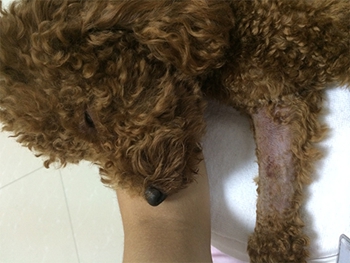 犬胰腺炎伴有急性肾衰