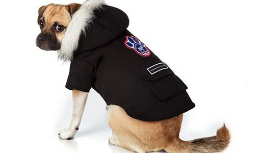 宠物真的需要冬天穿衣服吗？