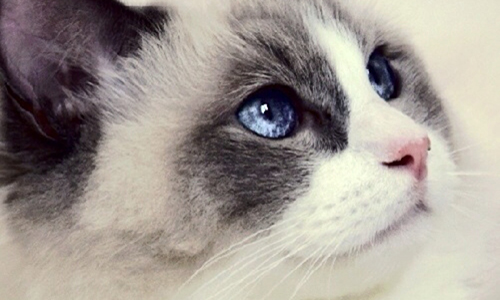 养猫