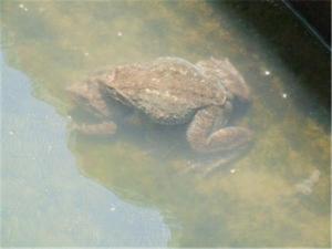 种蛙2