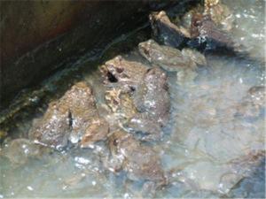 种蛙3