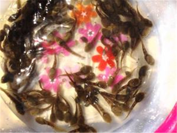 蝌蚪2