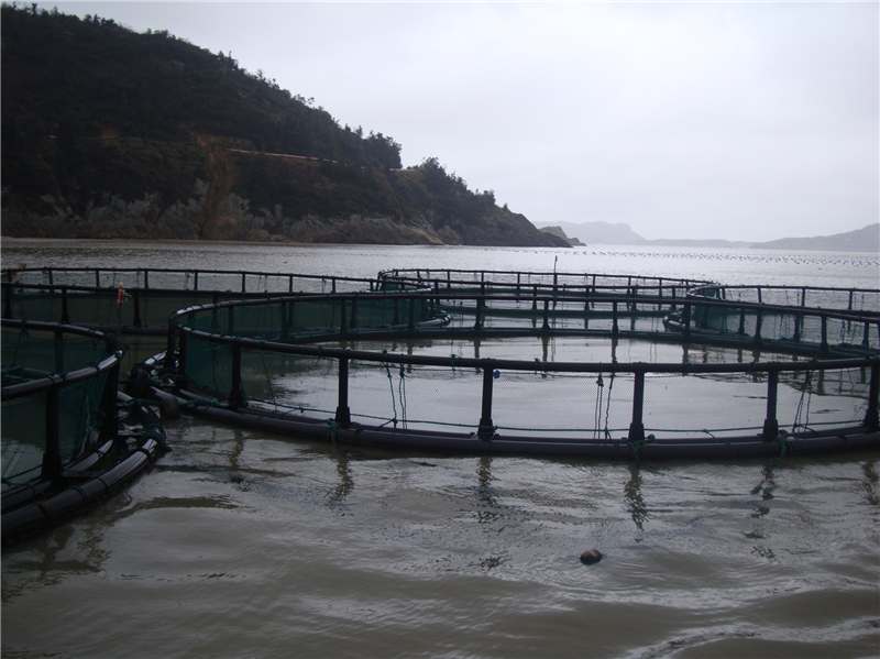 网箱养殖3