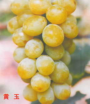 example-image