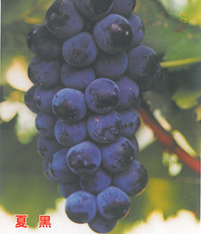example-image