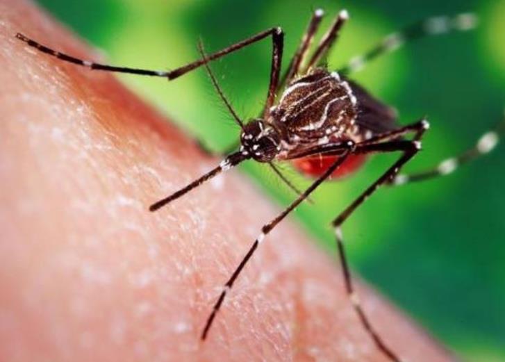 湖州安康除虫简单介绍蚊子与登革热