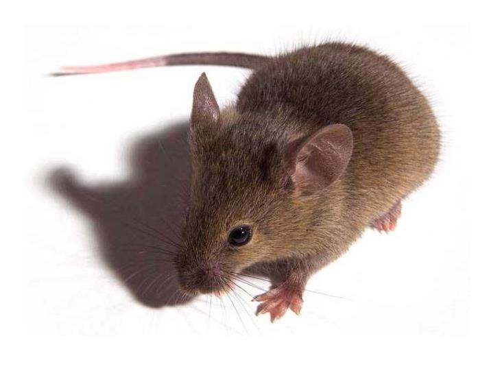 湖州安康除虫公司灭老鼠的注意事项