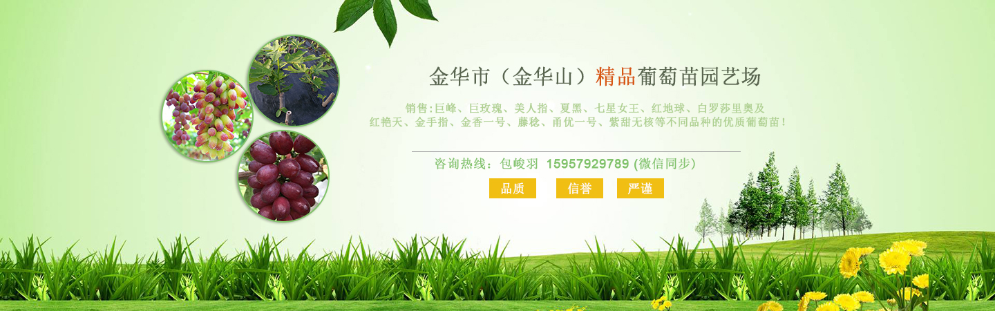 阳光玫瑰葡萄苗多少钱一克