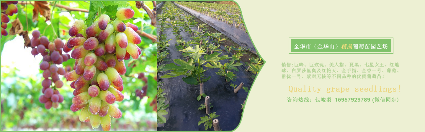 阳光玫瑰葡萄苗怎么种植技术与管理