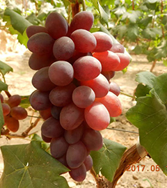 黑巴拉多--苗木