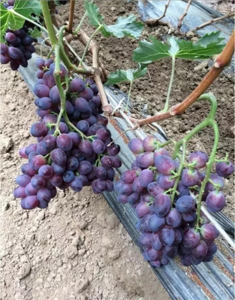 早霞玫瑰--苗木