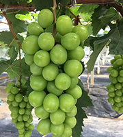 栽培技术1：如何提升葡萄香味、果粉和糖度，请大家记好