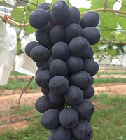 栽培技术2：夏黑、早夏无核葡萄拉长花序、保果、膨大栽培