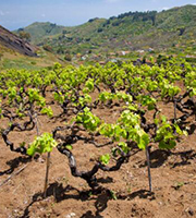 栽培技术3：阳光玫瑰葡萄如何科学管理？仍然一知半解？种植户赶快收藏吧