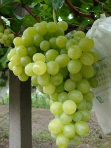 白罗莎里奥葡萄苗