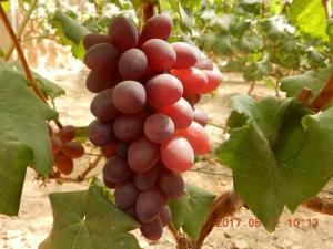 黑巴拉多葡萄苗