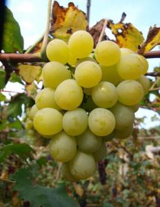 金香一号葡萄苗