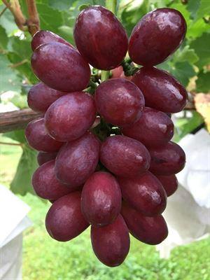 七星女王葡萄苗