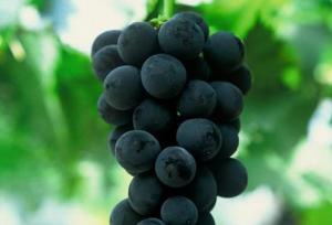 绍星一号葡萄苗