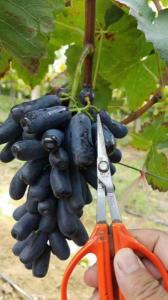 甜蜜蓝宝石苗木