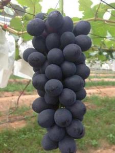 夏黑葡萄苗木