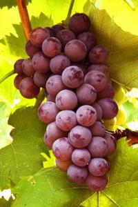 甬优一号葡萄苗