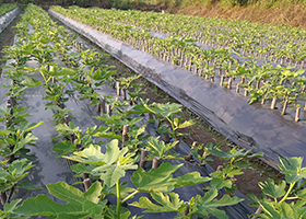 密植无花果苗圃
