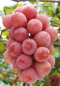 妮娜公主葡萄苗