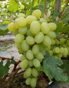 维多利亚葡萄苗