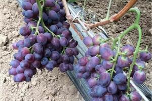 早霞玫瑰葡萄苗