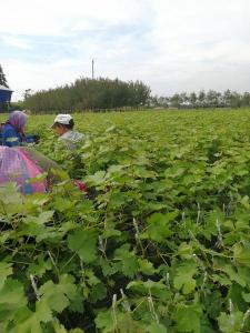 甜蜜蓝宝石葡萄苗圃