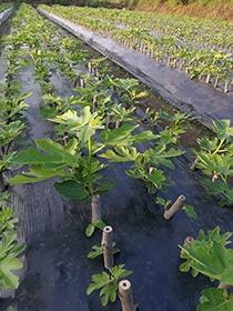 大棚无花果苗圃