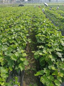 阳光玫瑰葡萄苗圃