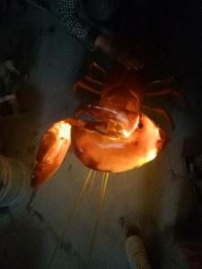 动物