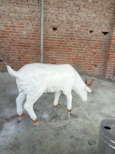 动物
