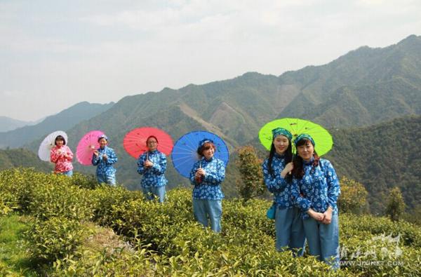 兵坑源旅游景点——采茶姑娘采白茶   白茶麻豆摆个秀