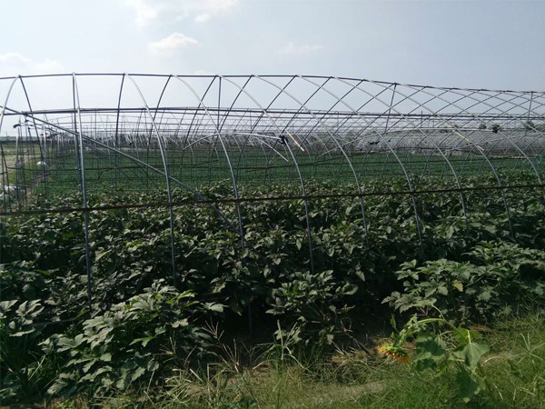 南潯蔬菜基地