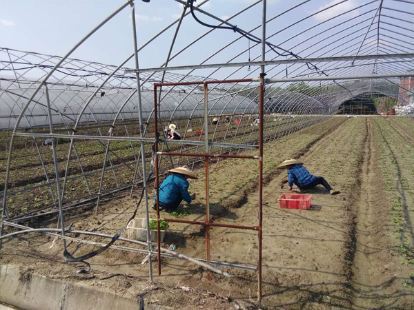 红垦蔬菜基地
