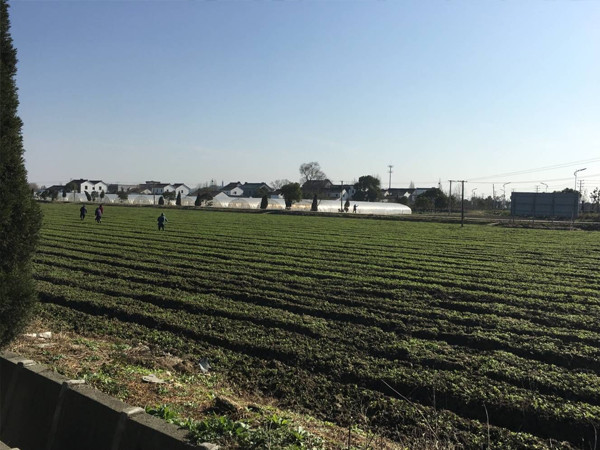 红垦蔬菜基地