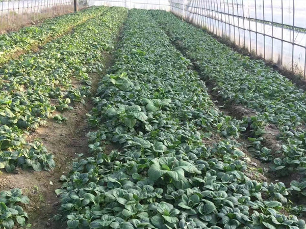 南浔蔬菜基地